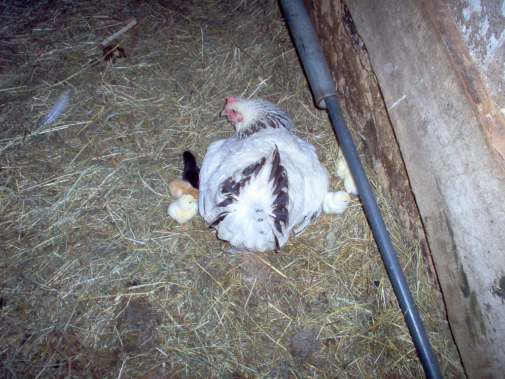 20050720 SUSSEX LIGHT HEN WITH CHICKS 07.jpg